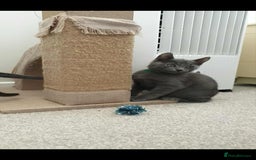 Russian Blue cats for sale: 5 Pure Pedigree Russian Blue Kittens *LAST MALE* - Image 21