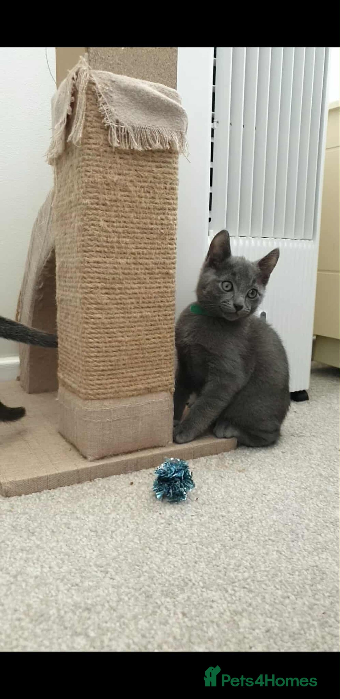Russian Blue cats for sale: 5 Pure Pedigree Russian Blue Kittens *LAST MALE* - Image 21