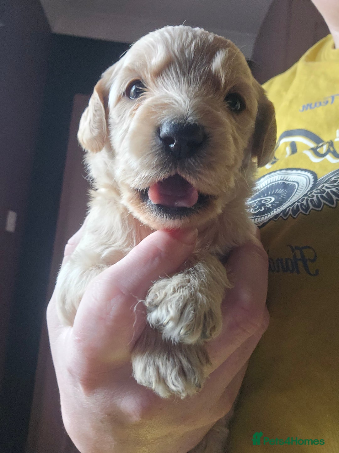 Labradoodle dogs for sale: Ready to go! gorgeous Teddy-Labradoodles - Advert 13