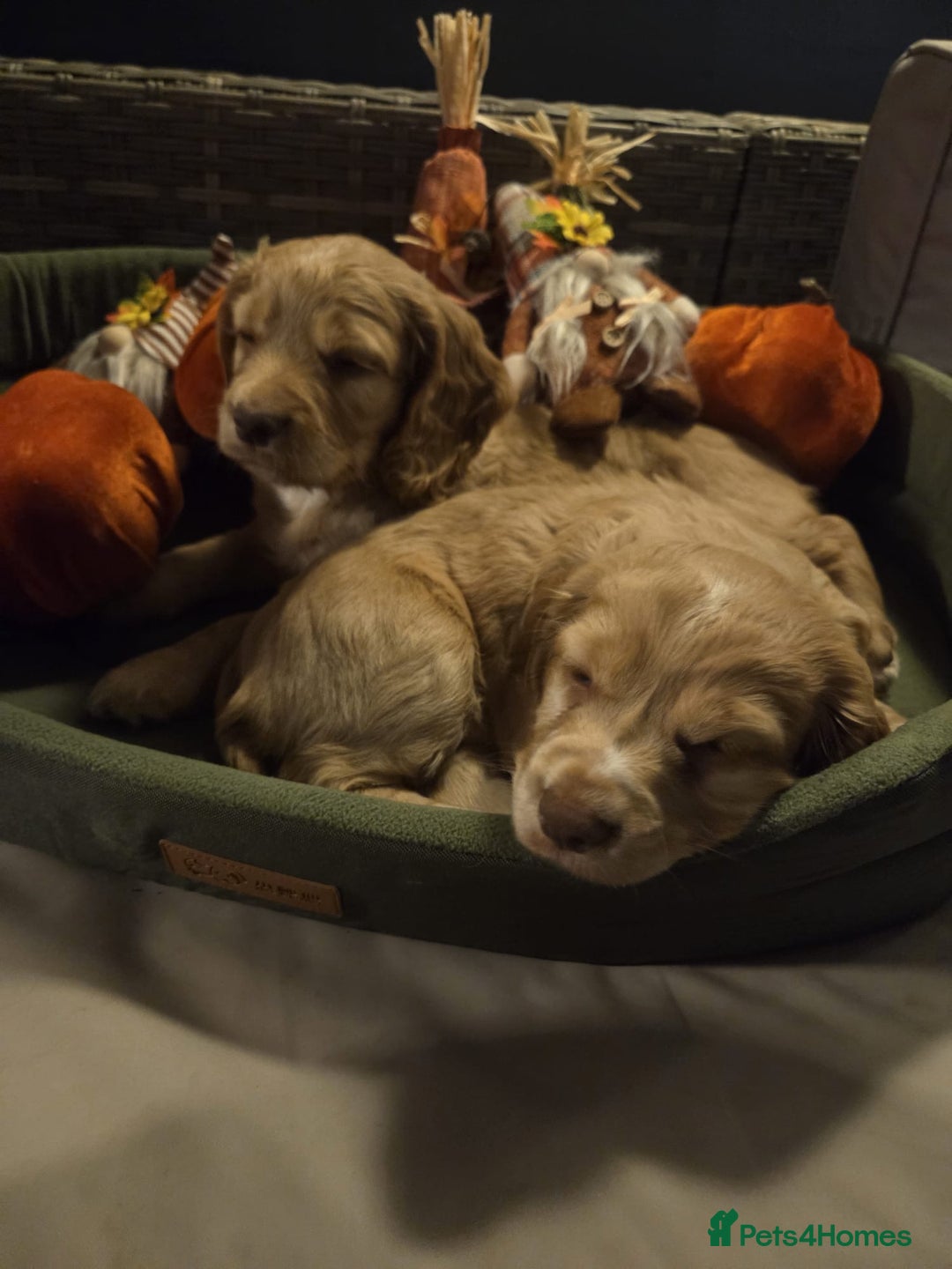 Cocker Spaniel dogs for sale: Cocker spaniel puppy  - Image 7