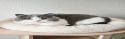 British Shorthair cats for sale: Two Beautiful British Shorthair Females  - Advert 11
