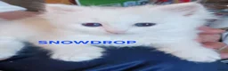 Ragdoll cats for sale: CUTE BLUE, LILAC BICOLOUR RAGDOLL KITTENS  - Advert 2