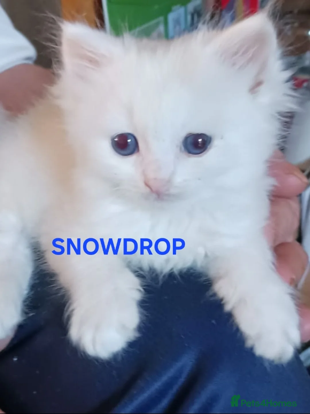 Ragdoll cats for sale: CUTE BLUE, LILAC BICOLOUR RAGDOLL KITTENS  - Advert 2