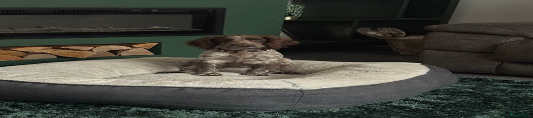 Cocker Spaniel Puppy 1