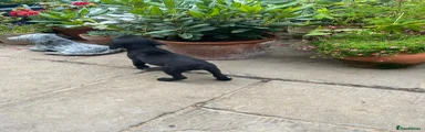 Labrador Retriever 4