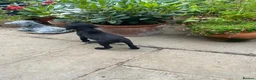 Labrador Retriever dogs for sale: Colourful and Cheerful Labrador Puppies  - Advert 11