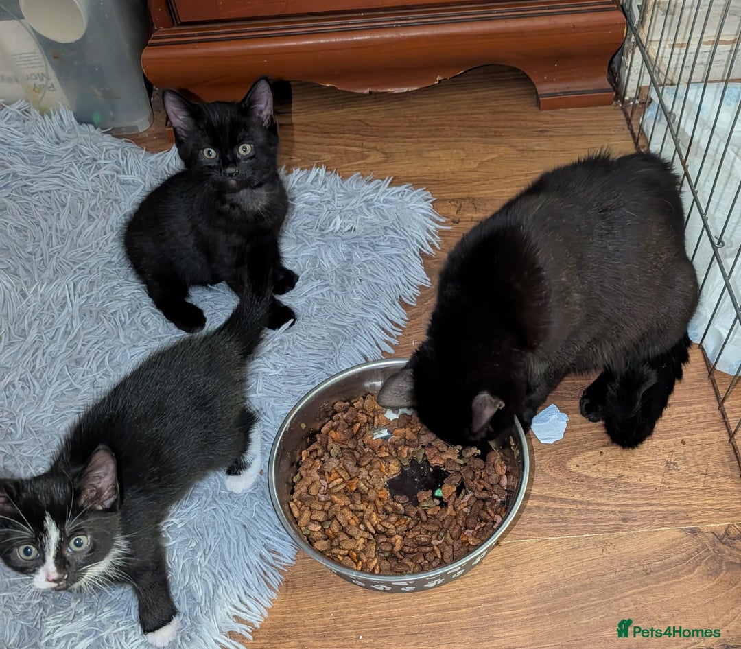 British Shorthair cats for sale: Shorthaired kittens  - Image 11
