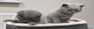 British Shorthair Kitten 2