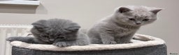 British Shorthair cats for sale: Tica Registered British Shorthair kittens - Advert 18