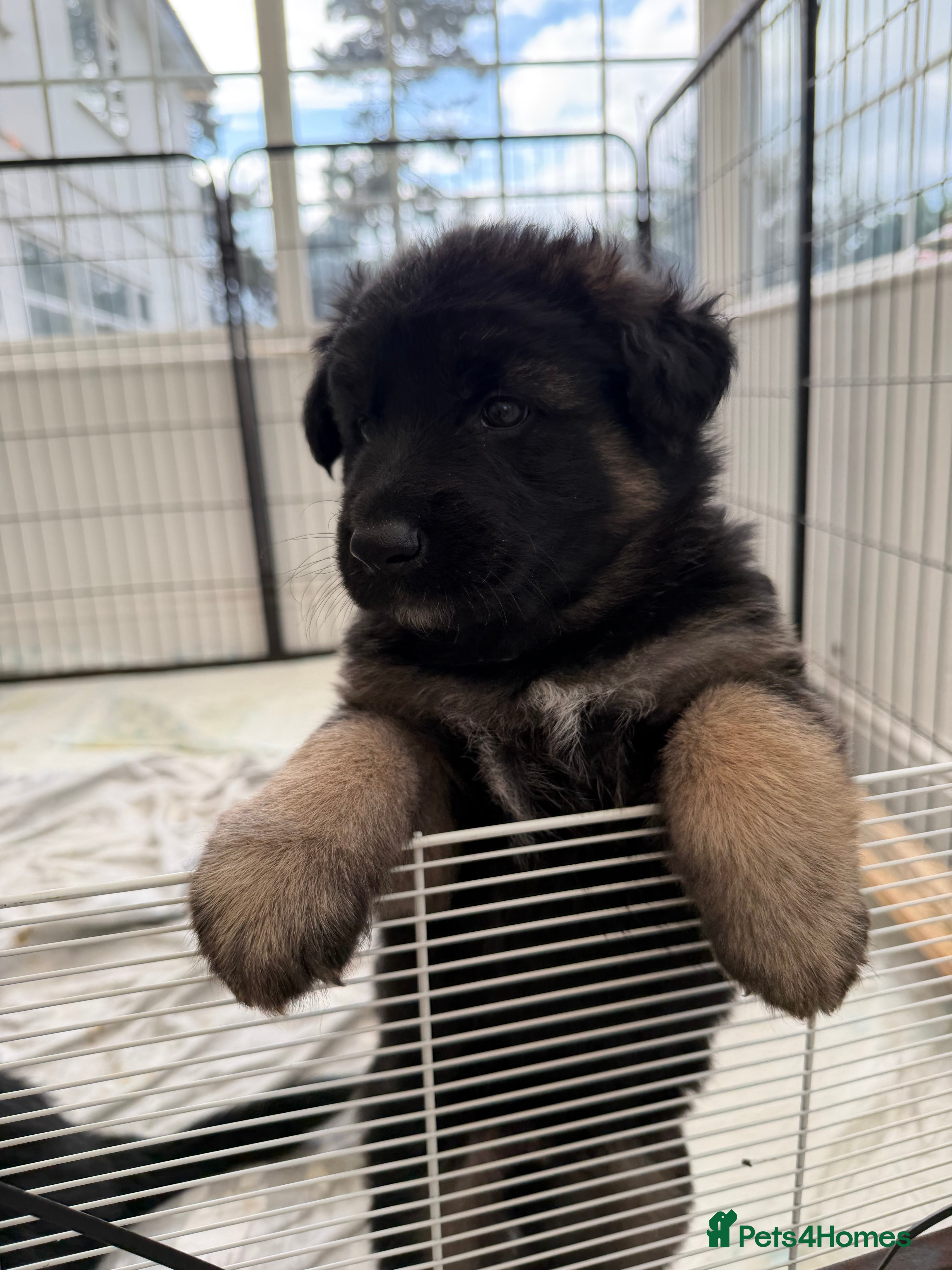 German Shepherd dogs Short haired German shepherd puppies  - Advert 2