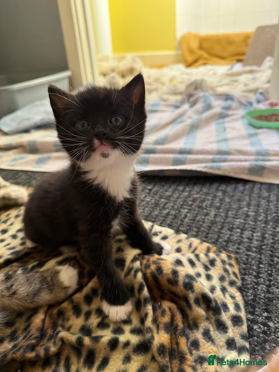 Mixed Breed cats for sale: 2male kittens - Advert 3