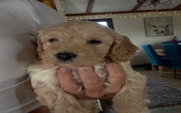 Cockapoo dogs for sale: **F1 cockapoo puppies**  - Image 12