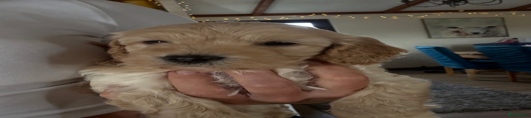 Cockapoo Puppy 3