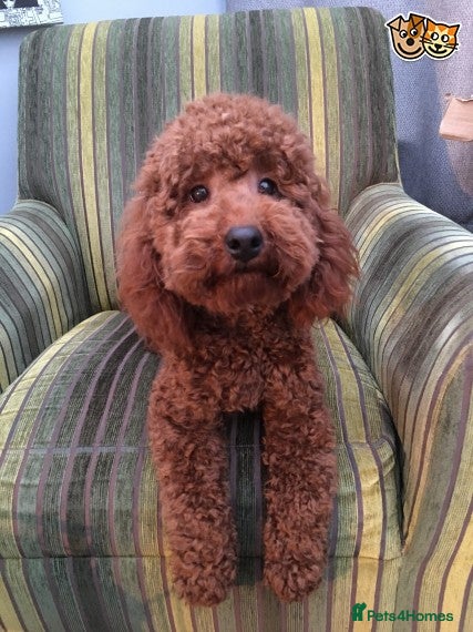 Miniature Poodle dogs Miniature Poodle stud dog fox red. in Hockley - Advert 7