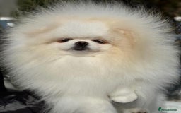 Pomeranian dogs for sale: Tiny white Pomeranian girl Russian import - Image 13
