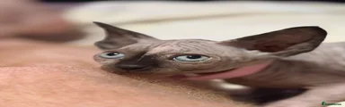 Sphynx 1