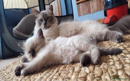 Ragdoll cats for sale: Beautiful Ragdoll kittens - Image 27
