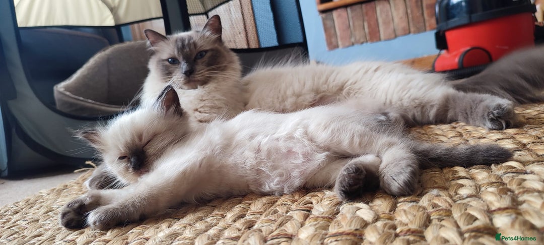 Ragdoll cats for sale: Beautiful Ragdoll kittens - Image 27