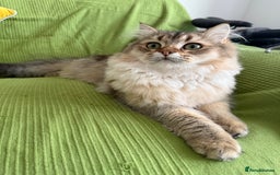 British Longhair cats for sale: British Longair and Shorthair Kittens for sale - Image 3