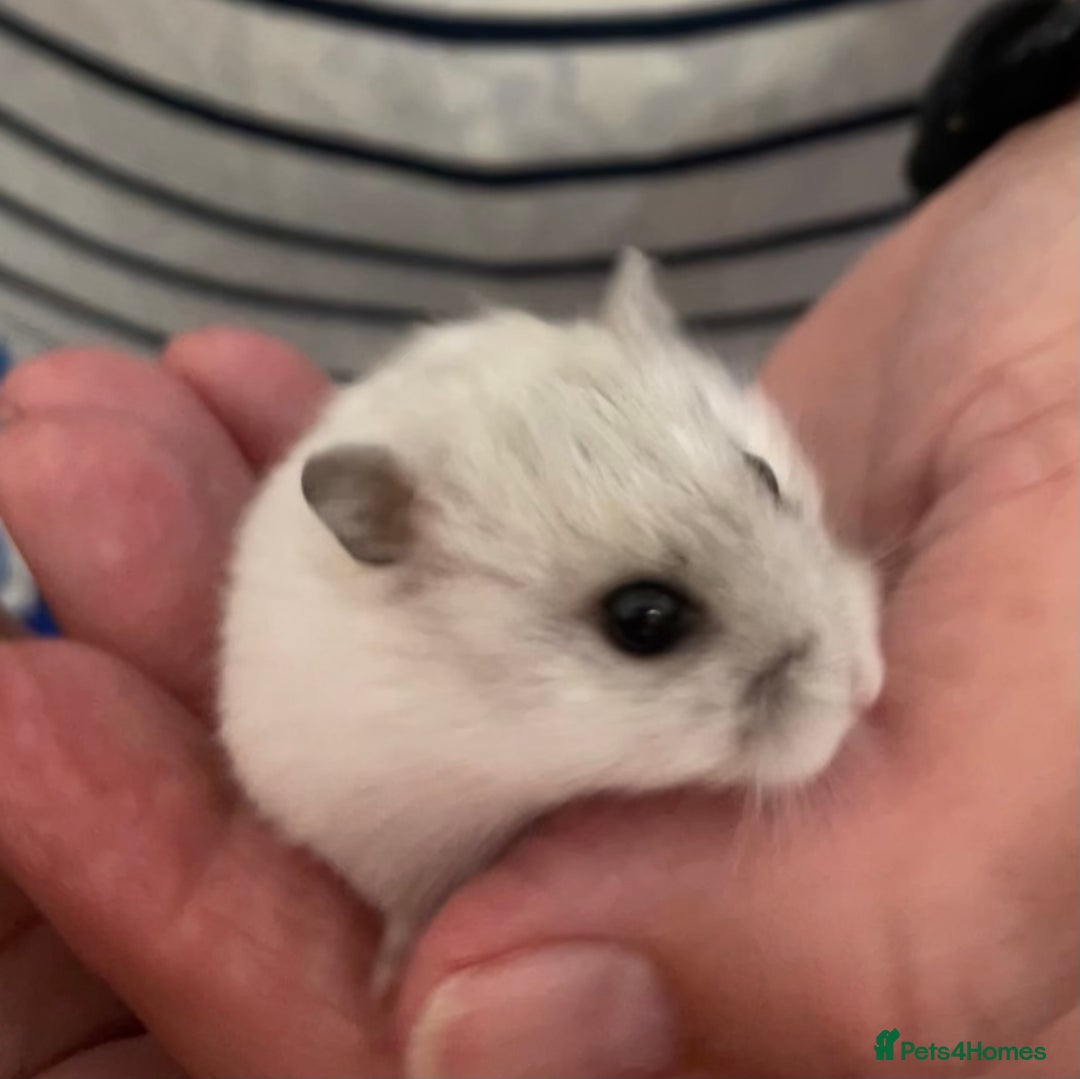 Hamster rodents for sale: Baby Winter White Russians from our show stock  - Image 15