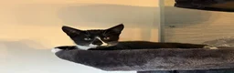 Oriental cats for sale: 9 STUNNING KITTENS - PLEASE READ DESCRIPTION!! - Advert 12