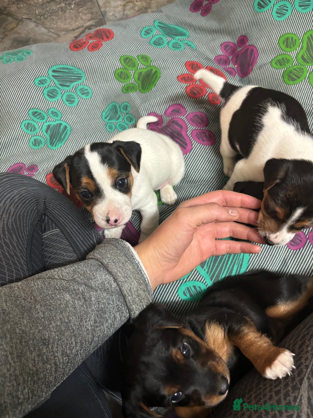 Jack Russell dogs for sale: Jack Russell terrier Pups!  - Advert 9