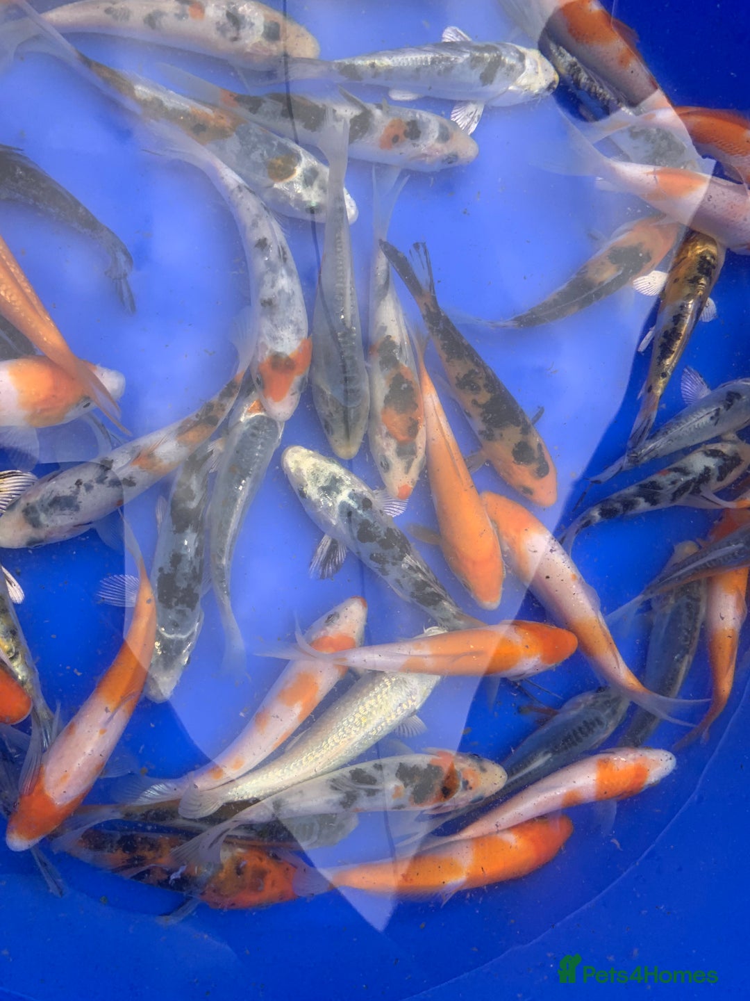 Koi Carp fish for sale: Koi Carp  - Image 3