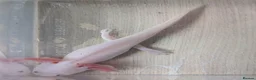Axolotl reptiles for sale: Junior Axolotls - AVAILABLE NOW - Advert 5