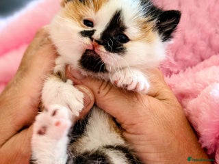 British Shorthair cats - Advert 6