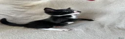 Mixed Breed cats for sale: Male Kittens  - Advert 6