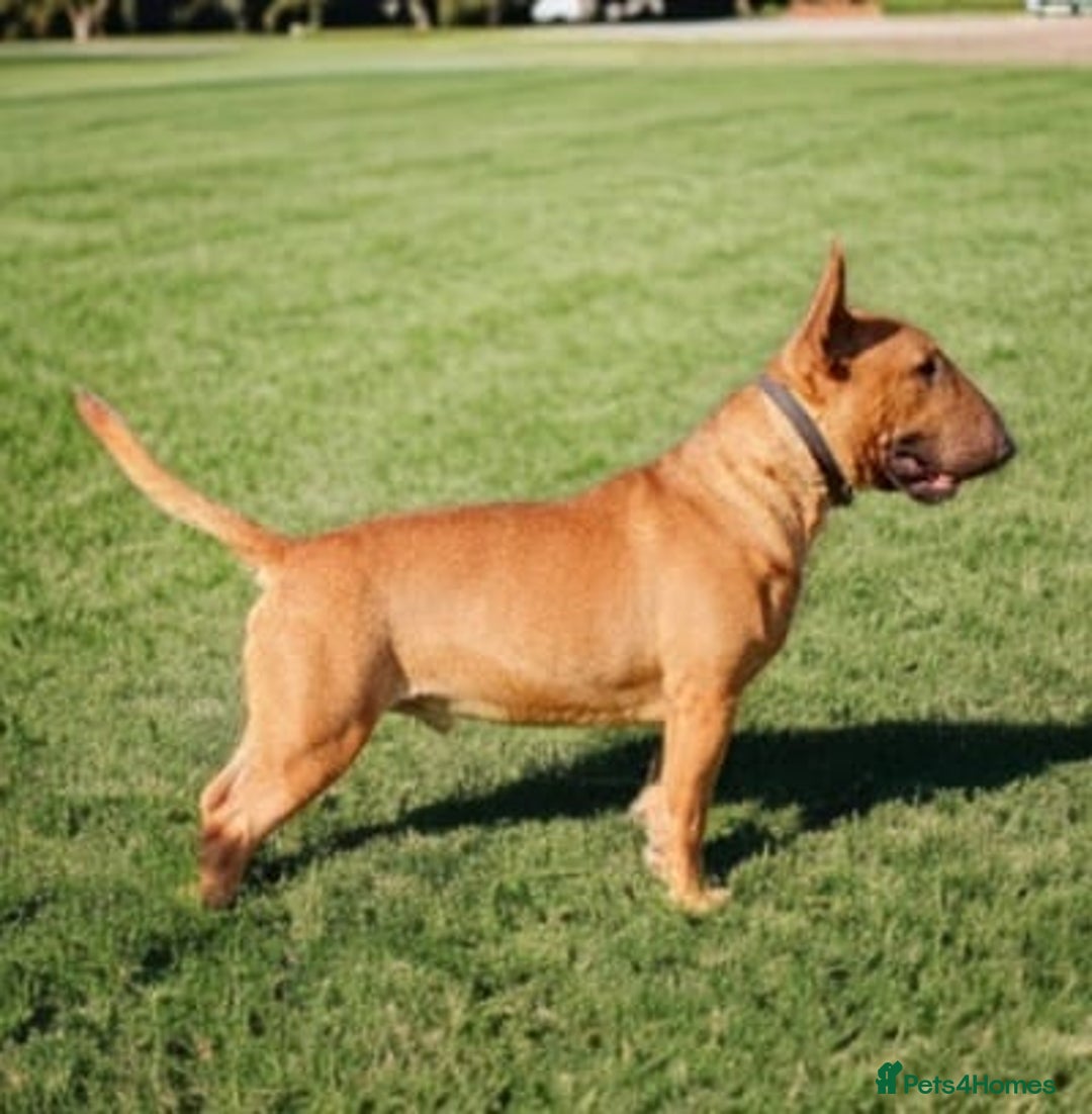 English Bull Terrier dogs for stud: Proven Bull Terrier studs x 2 - Advert 2