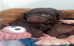 Mixed Breed dogs for sale: Labradoodle cavapoo puppies  - Image 4