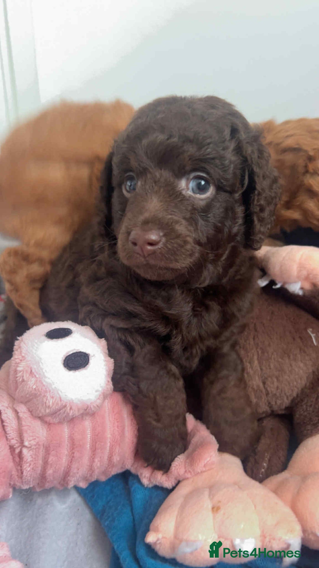 Mixed Breed dogs for sale: Labradoodle cavapoo puppies  - Image 4