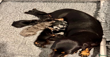 Miniature Dachshund dogs - Advert 1