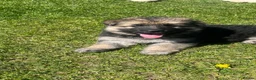 German Shepherd dogs for sale: German shepherd Puppies  - Advert 14