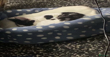 Domestic Shorthair cats Domestic Shorthair For Sale - Advert 2