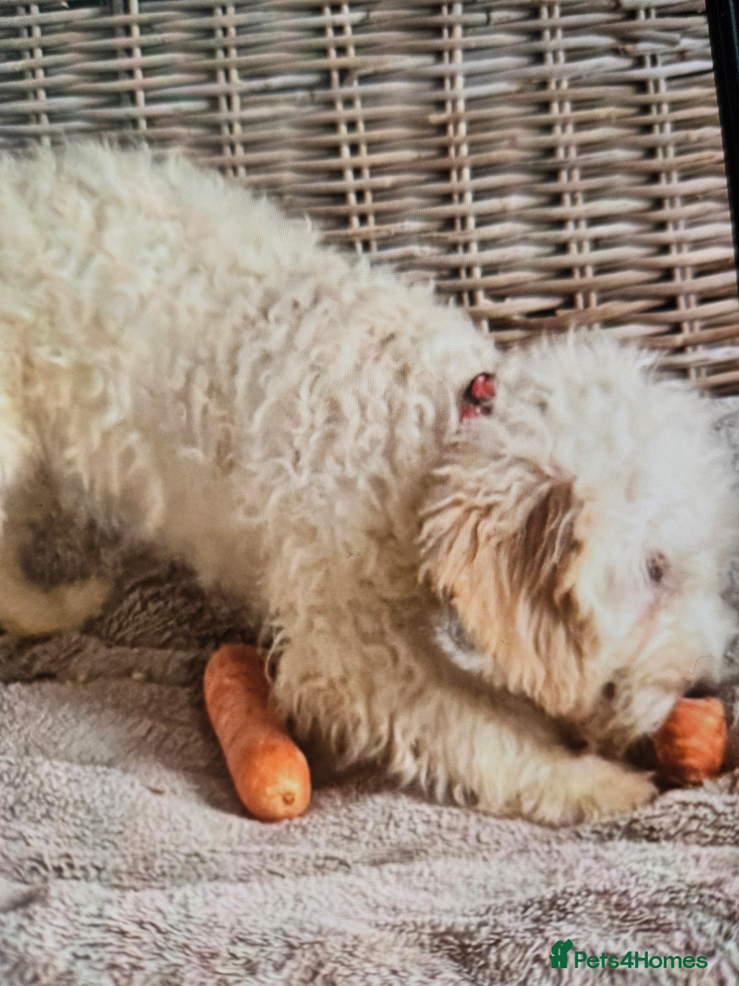 Cockapoo dogs for sale: Cockapoo - Advert 9