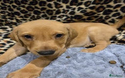 Labrador Retriever dogs for sale: ✨ Golden Retriever Puppies – Ready 4 Sept ✨ - Image 5