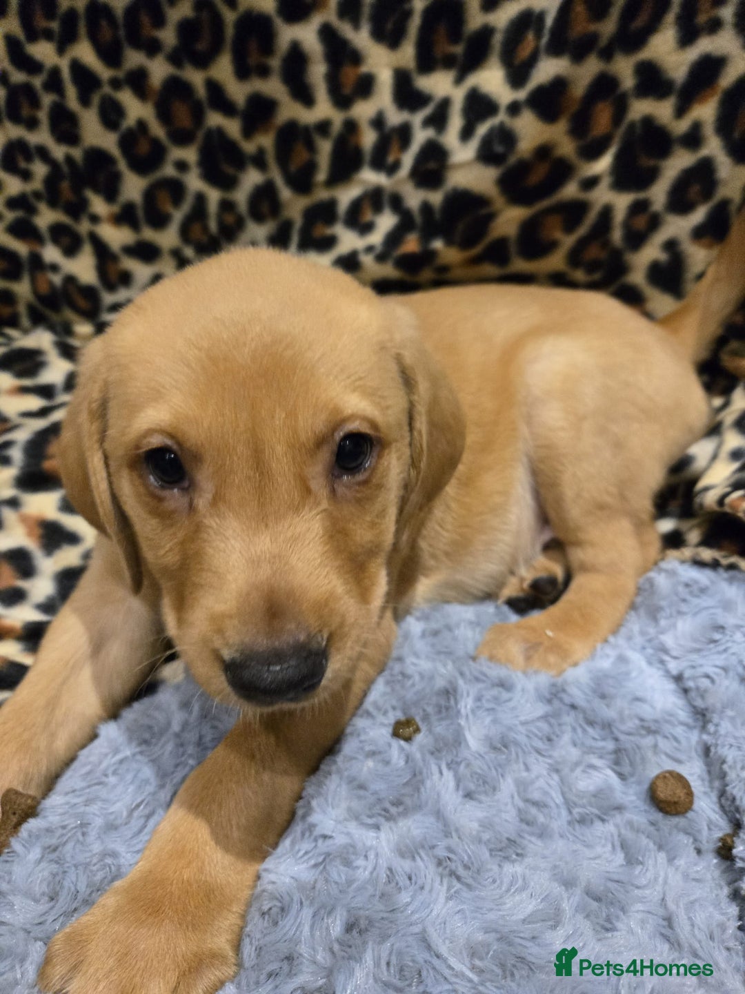 Labrador Retriever dogs for sale: ✨ Golden Retriever Puppies – Ready 4 Sept ✨ - Image 5