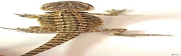 Bearded Dragon reptiles for sale: Red citrus baby bearded dragons  - Advert 9