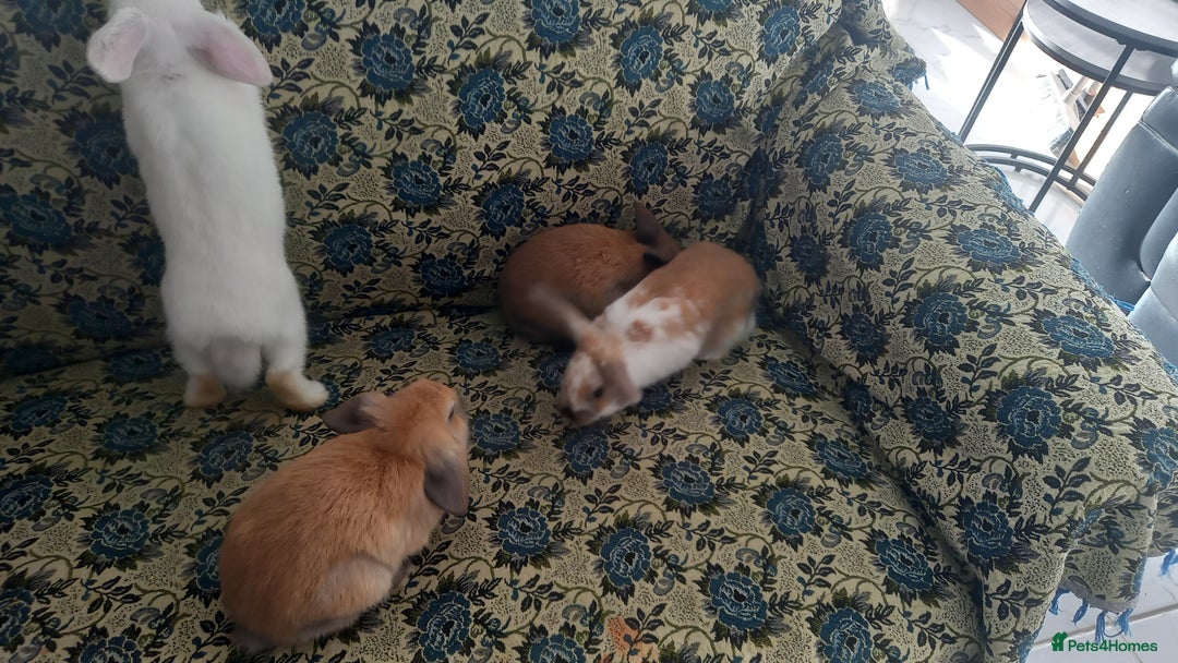 Mini Lop rabbits for sale: 4 Beautiful Mini Baby Lops  - Advert 3