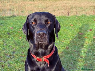 Labrador Retriever dogs KC registered Labrador Stud - Advert 2