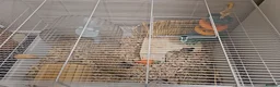 Hamster rodents for sale: Syrian hamster with set up - Advert 10