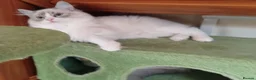 Ragdoll cats for sale: 2 Bio female ragdoll kittens ready now. - Advert 8