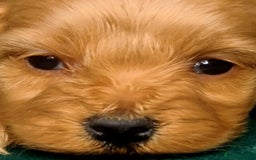 Cavapoo dogs for sale: Cavapoo puppies  - Image 1