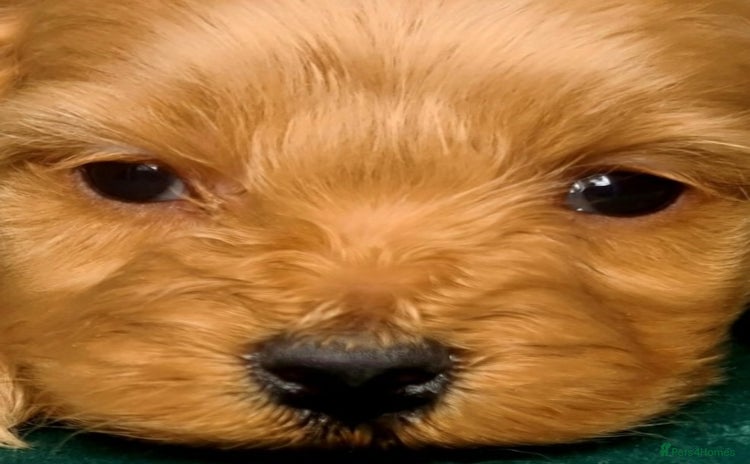 Cavapoo dogs - Advert 1