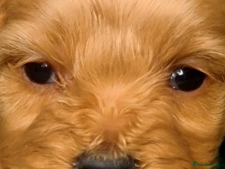 Cavapoo dogs - Advert 31