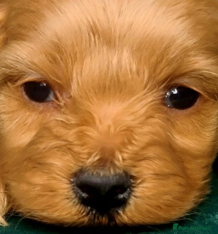 Cavapoo dogs - Advert 13