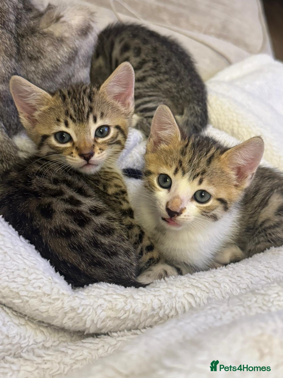 Bengal cats Beautiful Bengal cross kittens - Advert 2