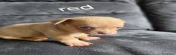 Chihuahua dogs for sale: 4 beauitful chihuahua puppies - Advert 9